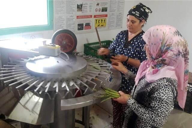 Kuşkonmaz İçin Kariyerini Bıraktı, Şimdi Taleplere Yetişemiyor Kuşkonmaz İçin Kariyerini Bıraktı, Şimdi Taleplere Yetişemiyor