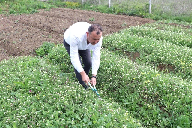 Salebin Kilosu Bin Liraya Satılıyor