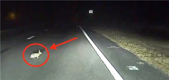 Tesla Model S, Bu Kez Bir Tavşanın Hayatını Kurtardı (Video)