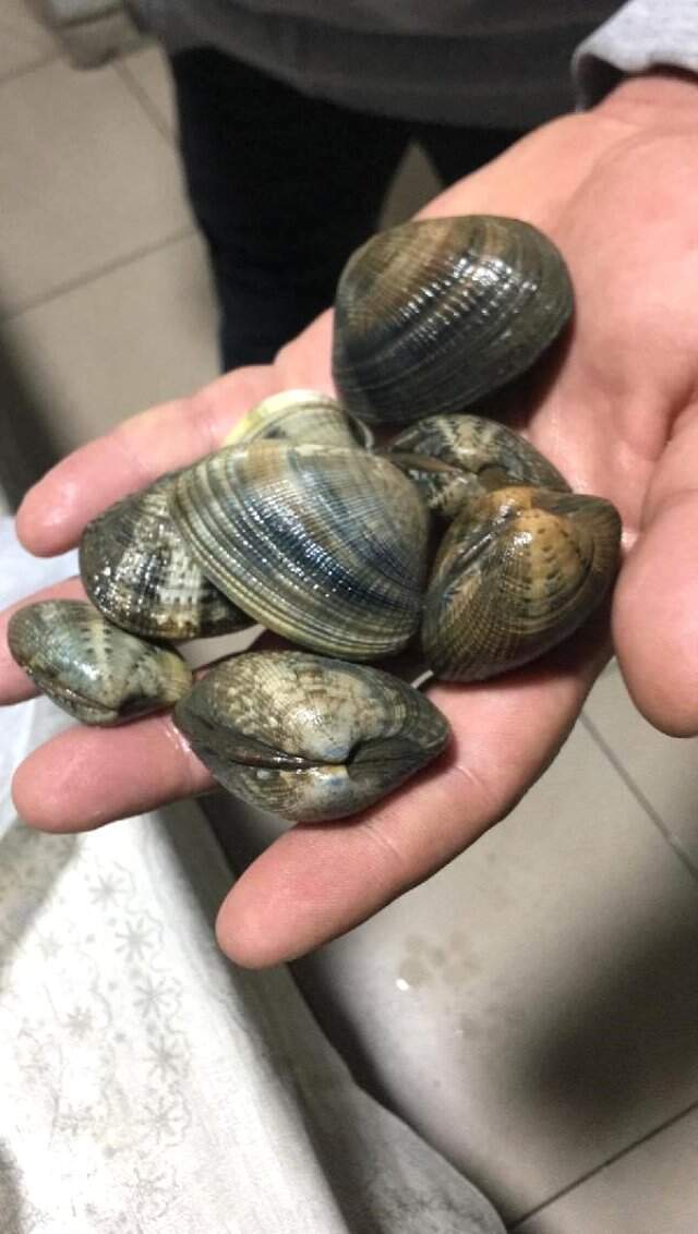 Kovalamaca Sonucu Durdurulan Araçtan 1,2 Ton Kaçak Midye Çıktı Kovalamaca Sonucu Durdurulan Araçtan 1,2 Ton Kaçak Midye Çıktı