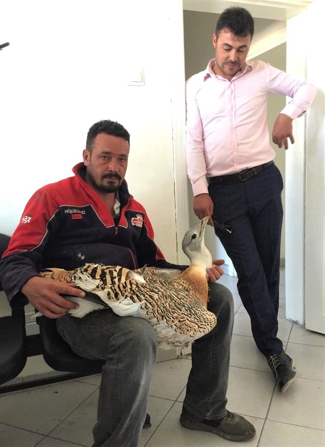 Türkiye'nin En Büyük Uçan Kuşu Toy Eskişehir'de Bulundu