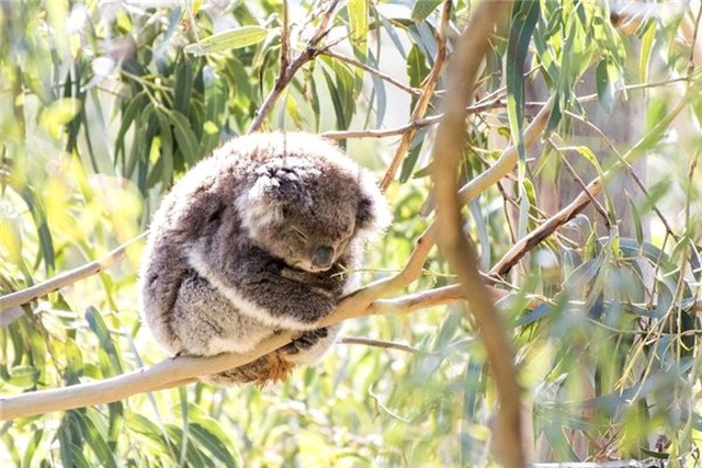 Koalaların Nesli 'Fonksiyonel Olarak' Tükendi