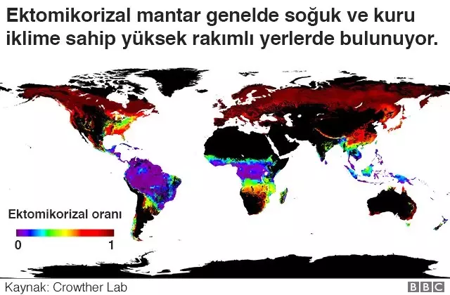 Ağaçların 'Sosyal Ağlarının' Haritası Çıkartıldı