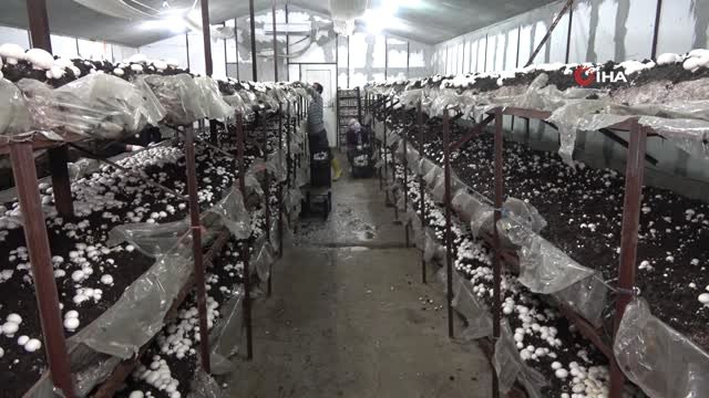 Kırıkkaleli Çiftçi Yılda 220 Ton Üretip, Kilosunu 8 Liradan Satıyor