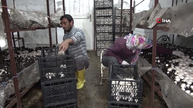Kırıkkaleli Çiftçi Yılda 220 Ton Üretip, Kilosunu 8 Liradan Satıyor