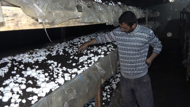 Yılda 220 Ton Mantar Üretip Kilosunu 8 Liradan Satıyor