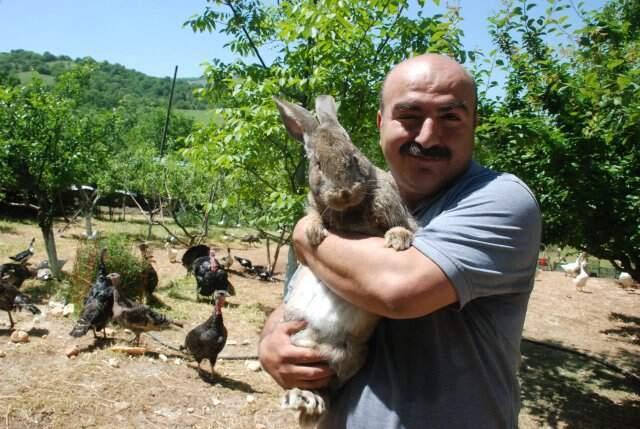 1 Metre Boyundaki Velikan Cinsi Tavşanı Gören Gözlerine İnanamıyor!