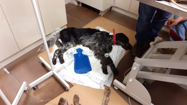 İstanbul'da Salyangoz Zehri Döküldü! 1 Köpek Telef Oldu 2 Köpek Yaralı