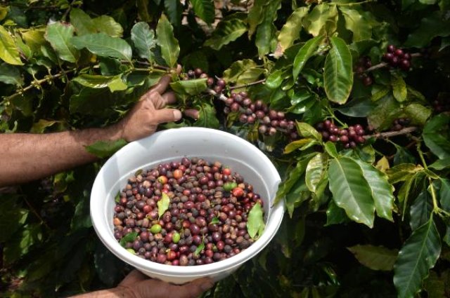 Türkiye'de İlk Kez Kahve Meyvesi Üretti