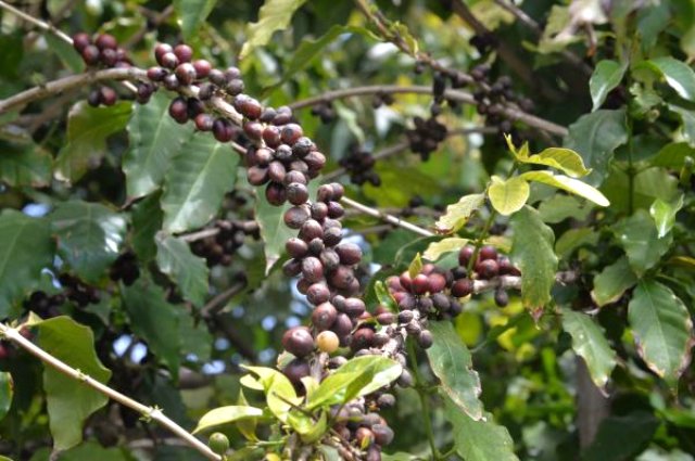 Türkiye'de İlk Kez Kahve Meyvesi Üretti
