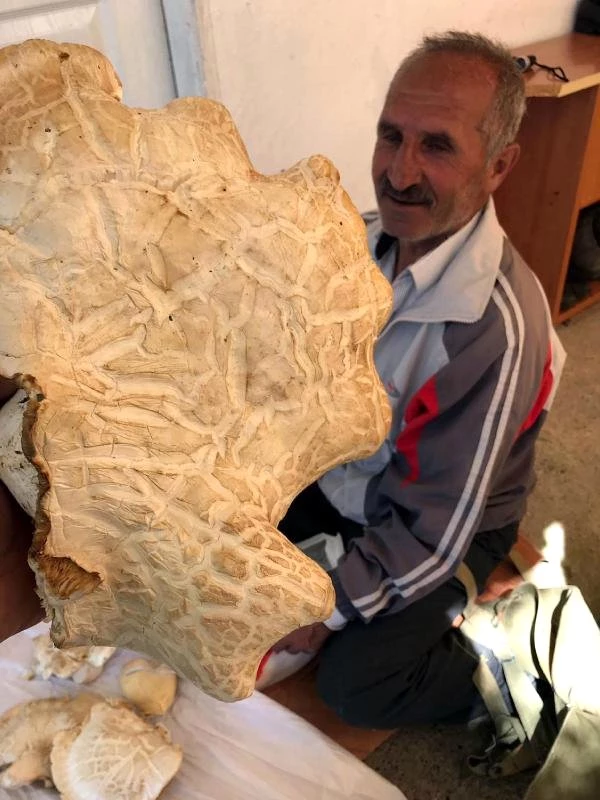 Erzincan'da 7 Kilo 300 Gram Ağırlığında Dev Mantar Bulundu