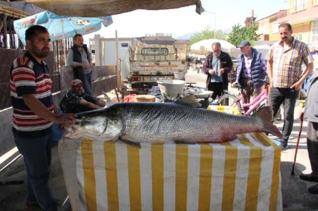 Erzincan'da 83 Kilo Ağırlığında ve 180 Santim Boyunda Dev Turna Balığı Yakalandı