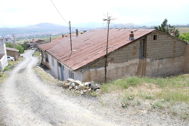 Sokak Köpekleri, 82 Yaşındaki Kadını Parçalayarak Öldürdü