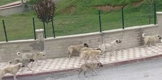 Sokak Köpekleri, 82 Yaşındaki Kadını Parçalayarak Öldürdü