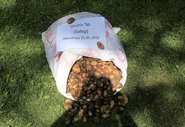 Salep Soğanı Toplayanlara Biyolojik Çeşitliliği Tahripten 300 Bin Lira Ceza Kesildi