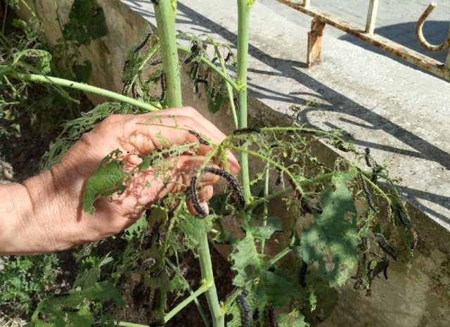 Amasya'da Tırtıllar, Ağaçları ve Evlerin Duvarlarını Sarınca Vatandaşlar Sokağa Çıkamadı!