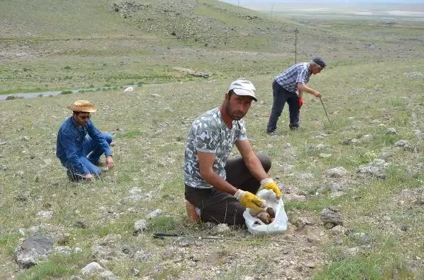 Kilosu 80 Liraya Satılan Domalan Mantarı Vatandaşın Geçim Kaynağı Oldu