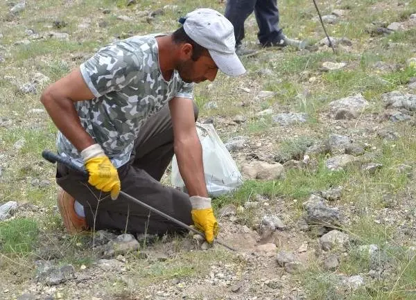 Kilosu 80 Liraya Satılan Domalan Mantarı Vatandaşın Geçim Kaynağı Oldu