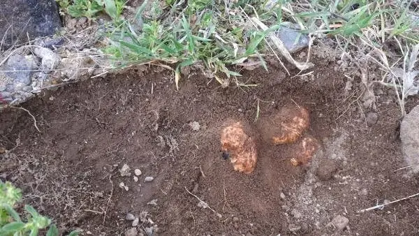 Kilosu 80 Liraya Satılan Domalan Mantarı Vatandaşın Geçim Kaynağı Oldu