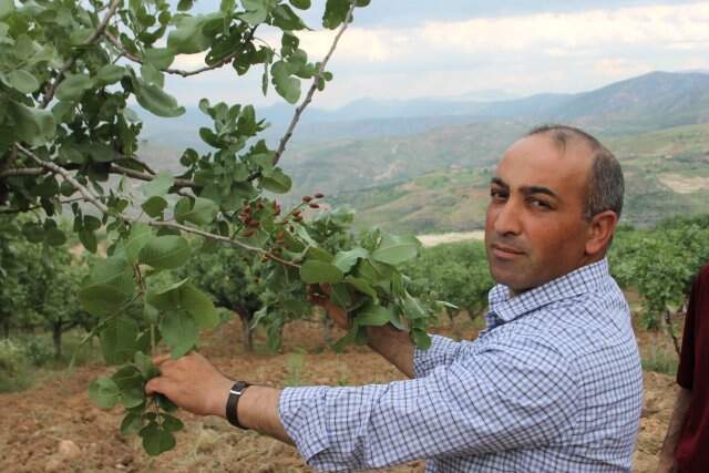 Fıstığın Kilosunun 120 Liraya Çıkması Bekleniyor Fıstığın Kilosunun 120 Liraya Çıkması Bekleniyor