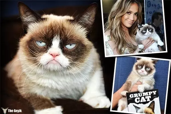 Grumpy Cat (Huysuz Kedi) Öldü