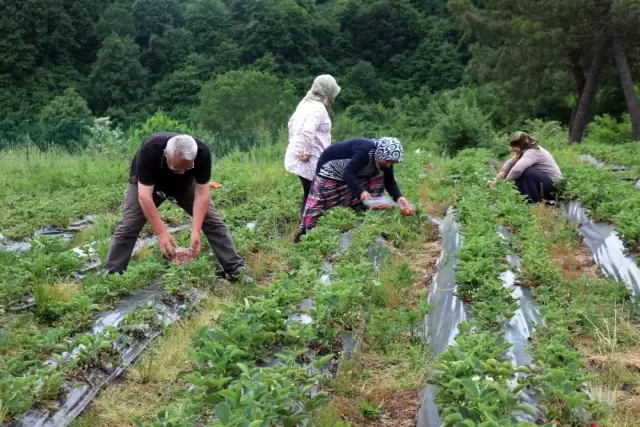 Fiyatı 40 TL'yi Bulan Osmanlı Çileği Yok Satıyor