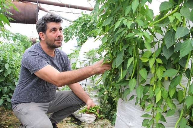 Çiftçilik Yapan Elektrik Mühendisi, Serasına Kurduğu Çuvallı Sistem Sayesinde Üretimini Artırdı