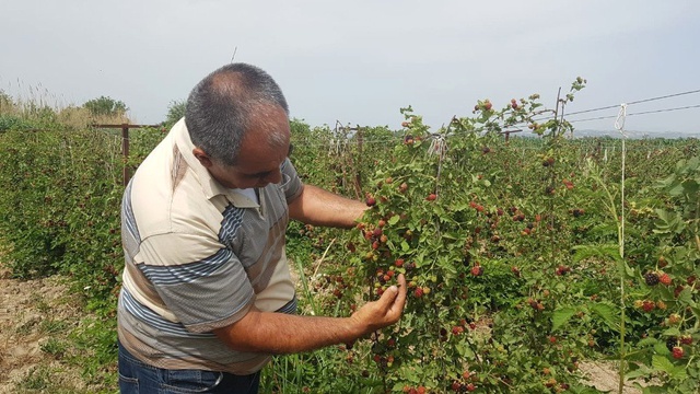 İzlediği Belgeselden Etkilenip Böğürtlen Ekti, Şimdi Siparişlere Yetişemiyor
