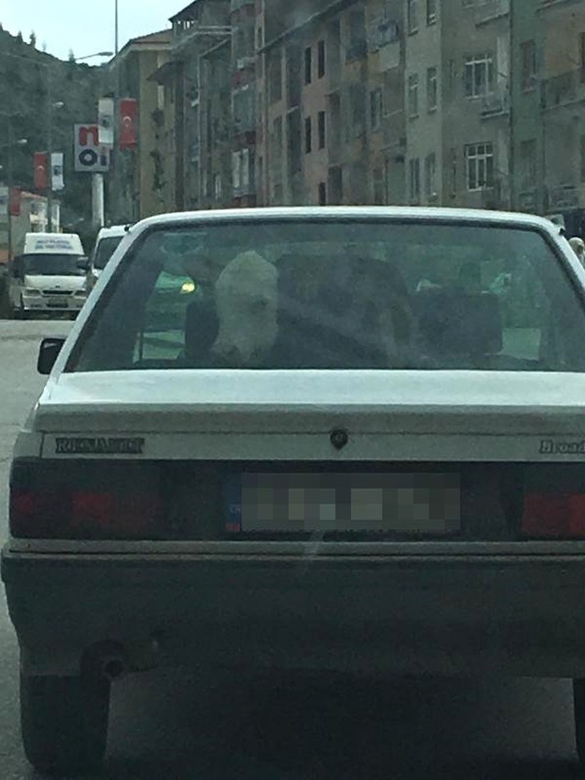 Otomobilin Arka Koltuğundaki Buzağıyı Görenler Şaşıp Kaldı