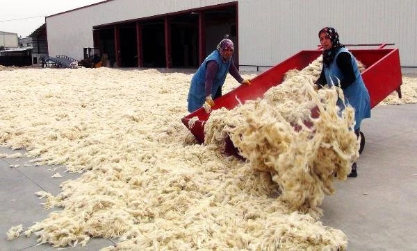 İşlediği koyun yünlerini 40 ülkeye satıp ülkeye yıllık 10 milyon dolar döviz girdisi sağlıyor