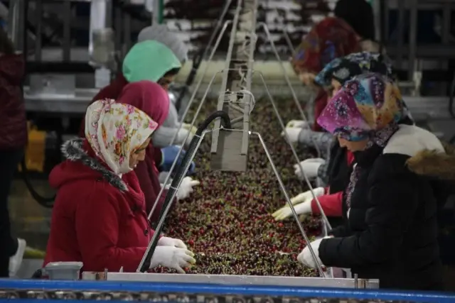 Kiraz ihracatında yüzde 20 artış bekleniyor