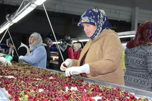 Kiraz ihracatında yüzde 20 artış bekleniyor