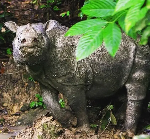 Malezya'daki Son Erkek Sumatra Gergedanı da Öldü; Peki Bu Ne Anlam İfade Ediyor?