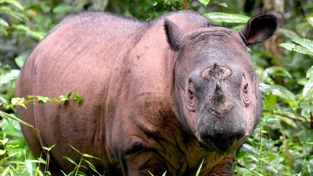 Malezya'nın son erkek Sumatra gergedanı öldü