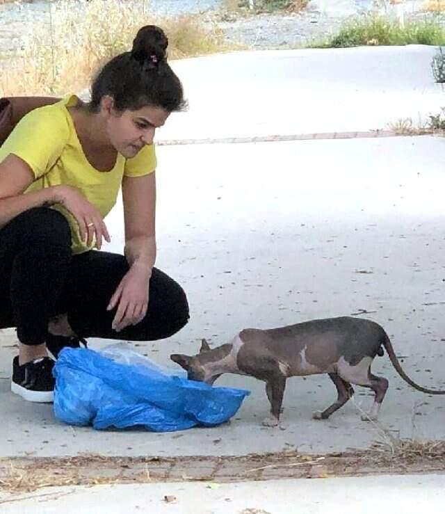 Bodrum'daki sanayi sitesinde nadir görülen Sfenks kedisi bulundu