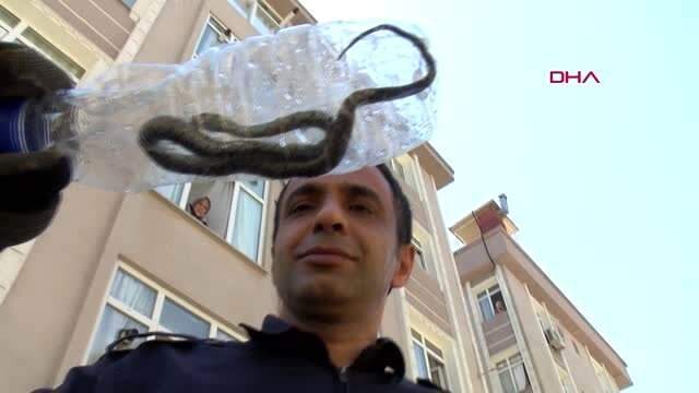 İstanbul'da bir daireye giren yılan büyük korku yaşattı: Zehirliymiş, şoktayız