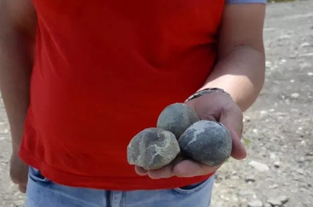 Zonguldak'ta dinazorlar çağından kalma fosiller bulundu