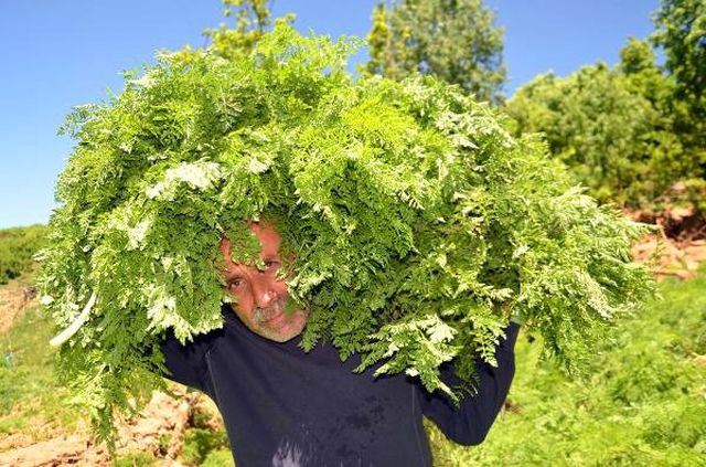 Muş'ta mendık otu toplanmaya başlandı