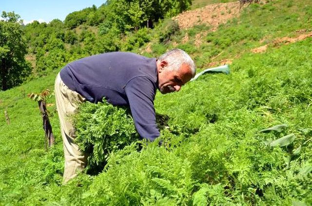 Muş'ta mendık otu toplanmaya başlandı