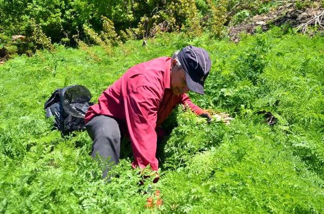 Muş'ta mendık otu toplanmaya başlandı