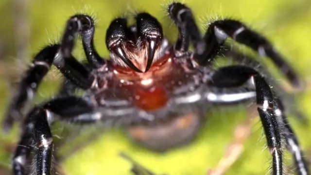 Genetiği değiştirilmiş mantarlar sıtma taşıyan sivrisinekleri hızla öldürebiliyor