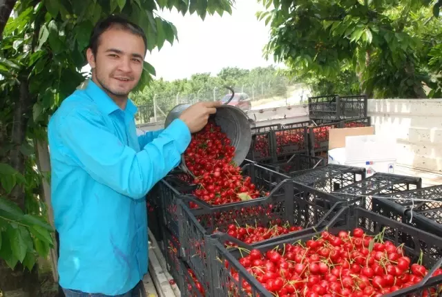 Üretici isyan ediyor! Kiraz tarlada 7, markette 12,5 lira