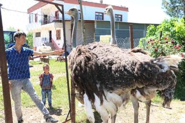 Eve sığmayan deve kuşları mahallenin maskotu oldu