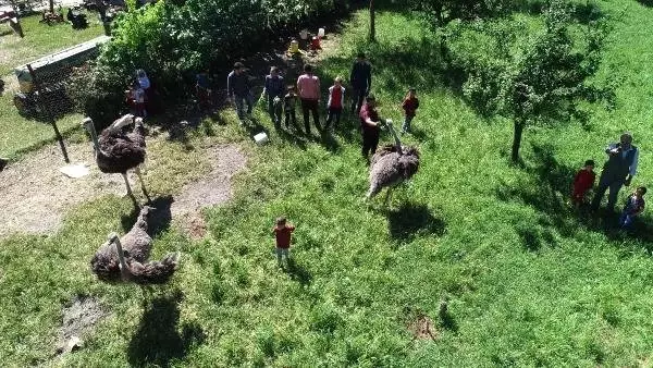 Eve sığmayan deve kuşları mahallenin maskotu oldu