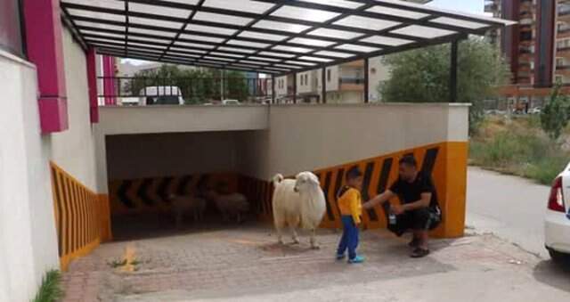 Polis sahipsiz koyunların başında nöbet tuttu