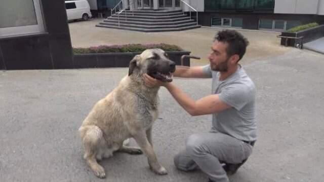 Temizlik aracı varillerin üzerine düştü! Kimyasal maddeden etkilen köpek için mahalleli seferber oldu