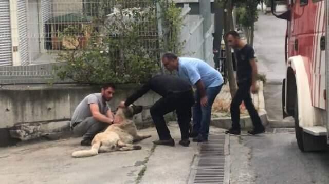 Temizlik aracı varillerin üzerine düştü! Kimyasal maddeden etkilen köpek için mahalleli seferber oldu