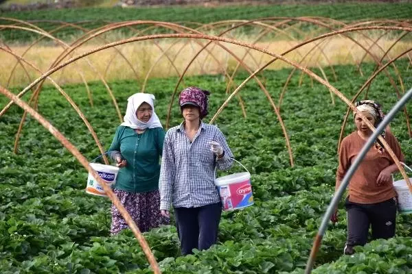 Kilosu 10 liradan satılan 'Vali Hanım Çileği' üreticinin yüzünü güldürdü! Hedef 800 ton