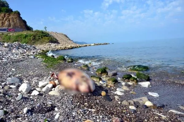 Zonguldak'ta kıyıya vurmuş vaziyette 2 ölü yunus bulundu