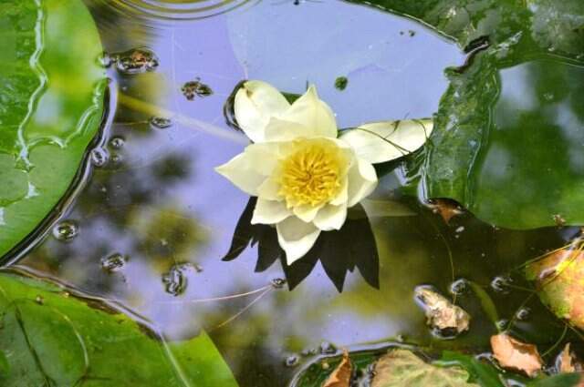 Nilüfer çiçeklerini koparanlara 82 bin TL ceza verilecek